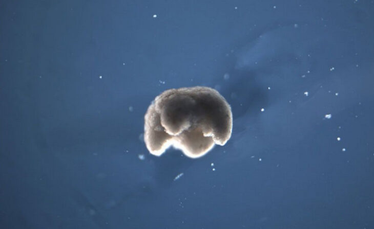 Створено живий організм, який можна програмувати