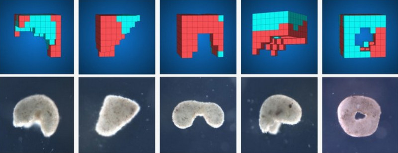 Перший біоробот