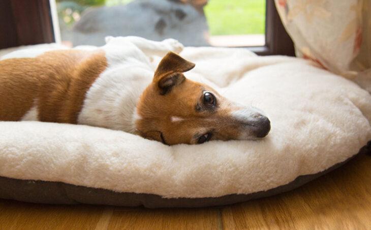 Лежаки для собак и кошек